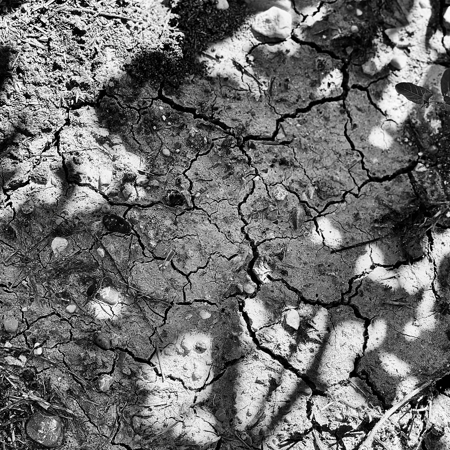 AGRICOLTURA-RAGIONATA